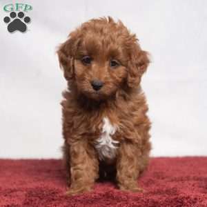 Jeryl, Cavapoo Puppy